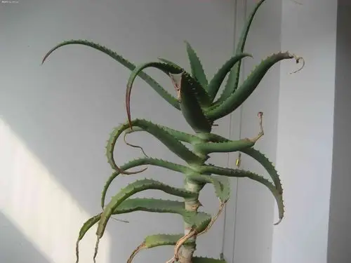 这样吃木立芦荟,会要命!