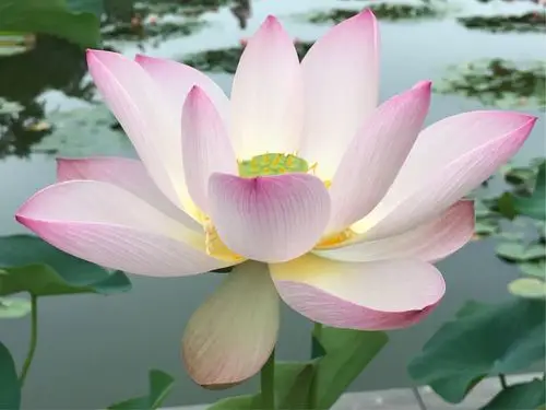 20180709晨,莲花池公园赏荷!