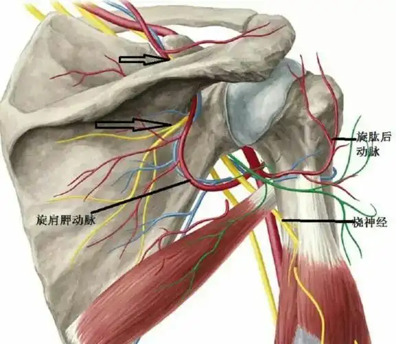 肩胛上神经 __文字及图片转自于网络