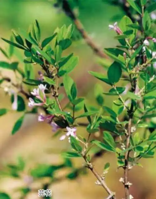 低浓度作用则不明显;具有利尿作用;芫花素能抑制离体肠及子宫的