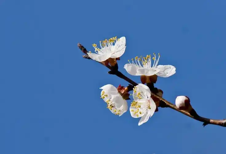 【虹媒文艺】杏花