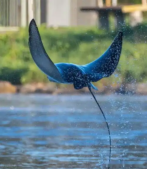 澳大利亚惊现罕见鳐鱼摄影师幸运拍下鳐鱼跳出水面