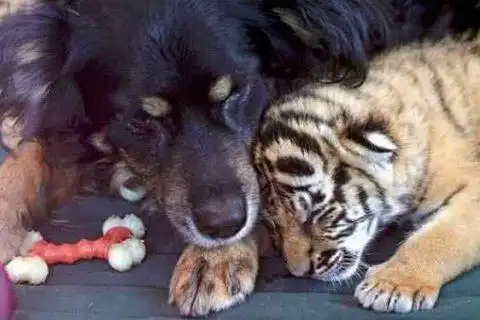 狗比虎大4岁婚姻合适吗