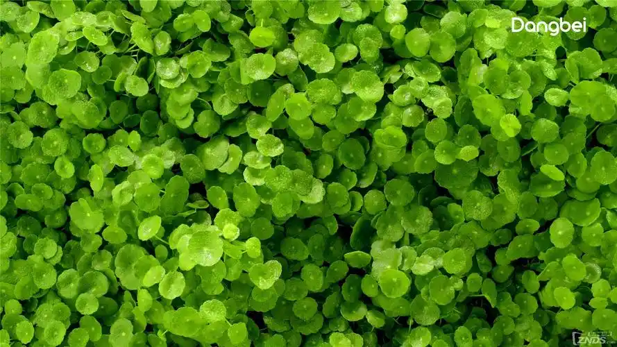 顶级最新4k:丝丝入扣,每一帧,都可做壁纸!