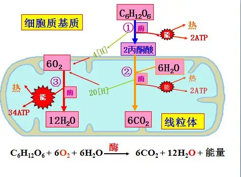 高一生物(第21页)_高考_新东方在线