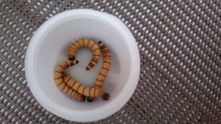 轻问照片上的虫子学名是什么?