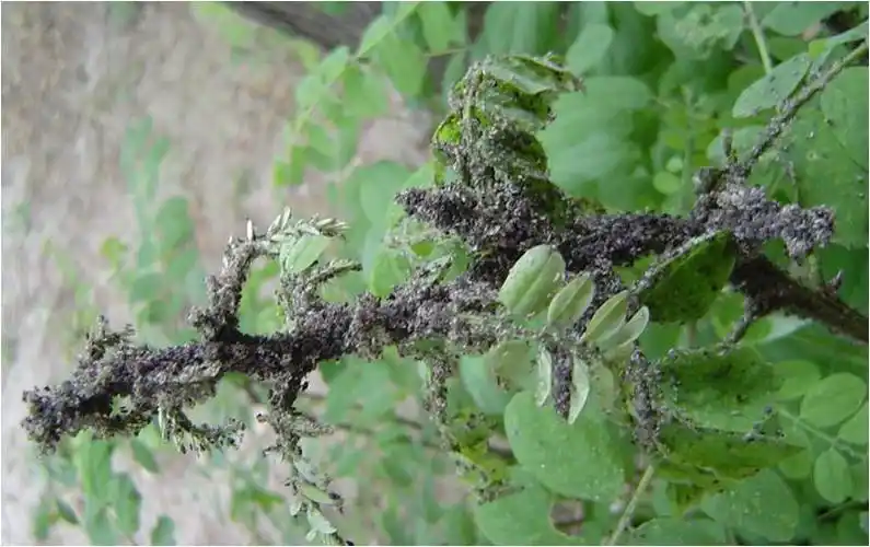 高清图片带你了解各种蚜虫危害附最全防治方法