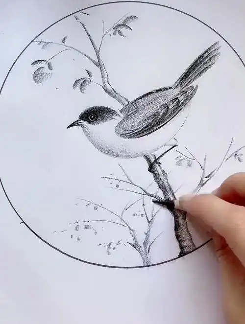 简单画小鸟 鸟的简单画法 简单易学 炭笔画