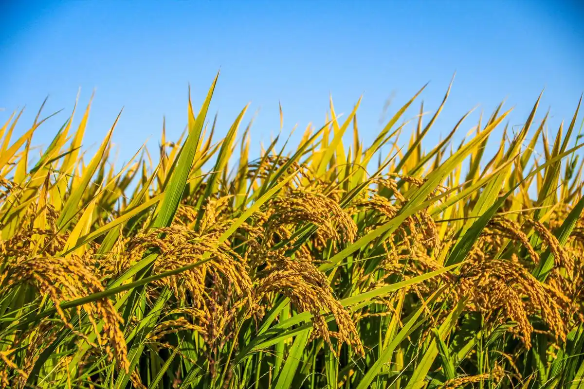 美丽的秋天          秋天是大自然的丰收季节,金黄的稻谷和硕果累累