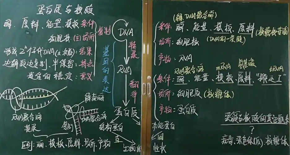 民大附中生物老师板书秀