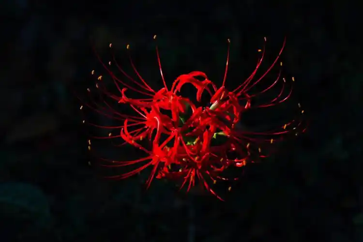 彼岸花瞎拍日记