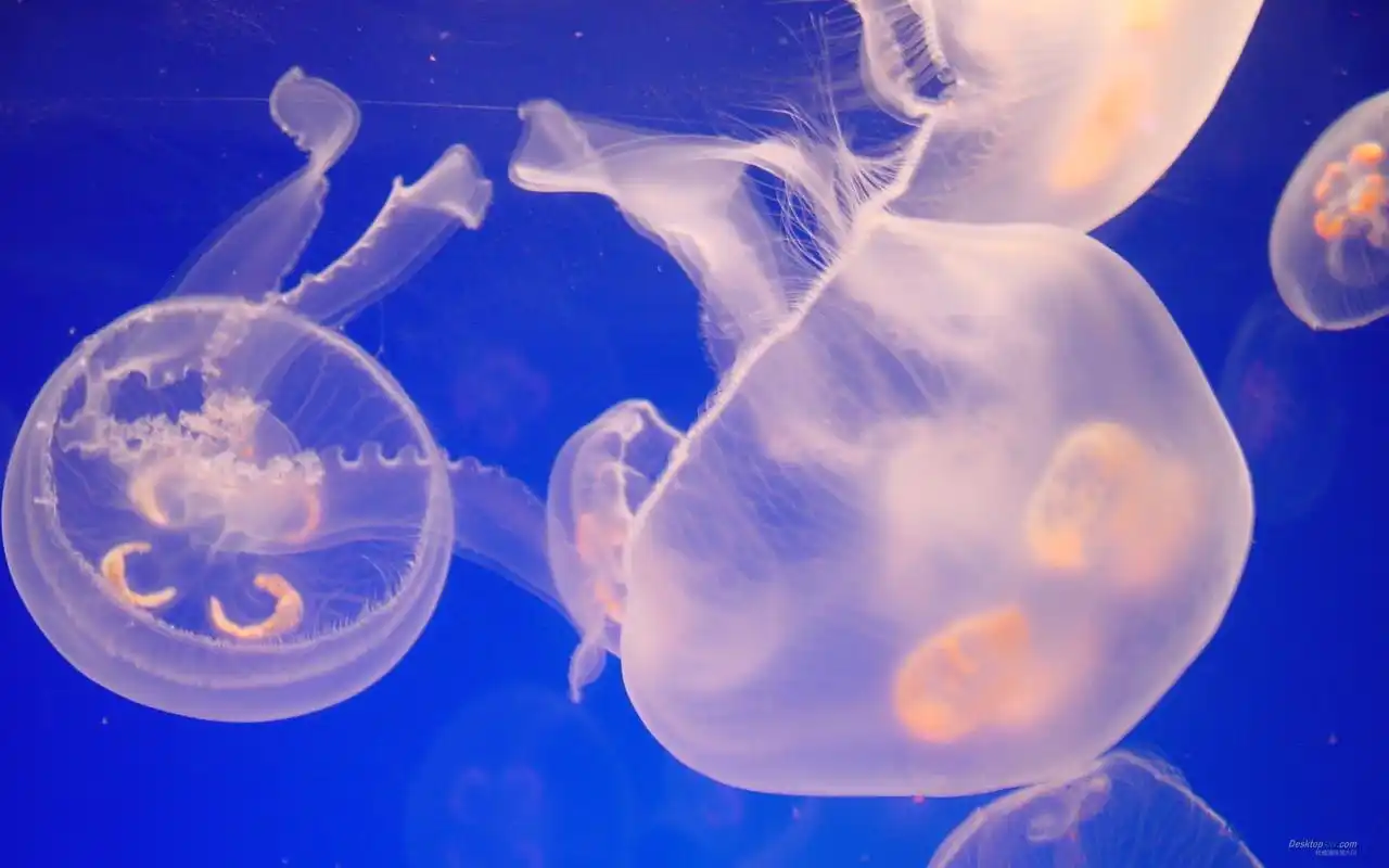 梦幻蓝色海底世界高清水母唯美桌面壁纸第二辑