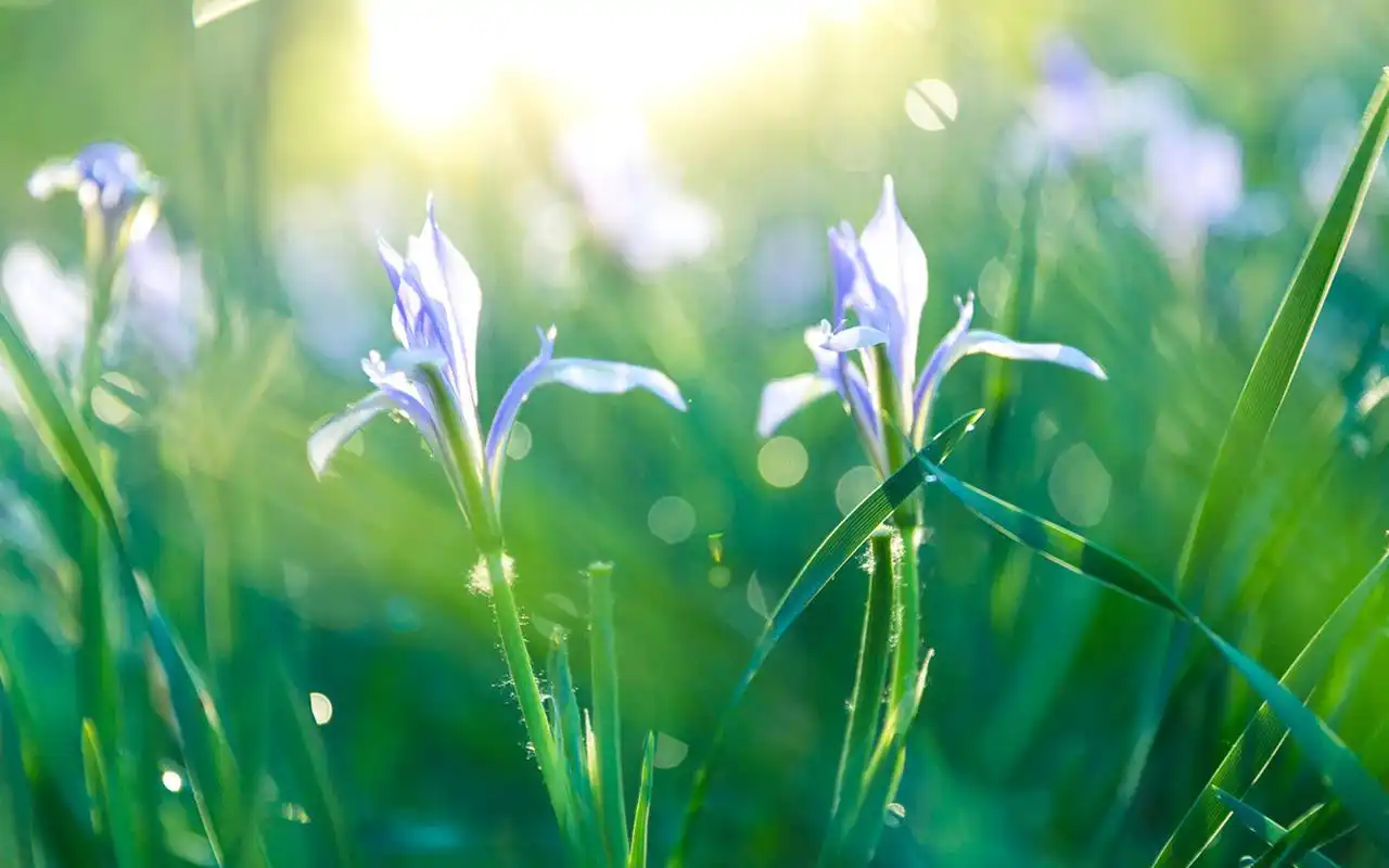 清新护眼绿色植物光影图片桌面壁纸