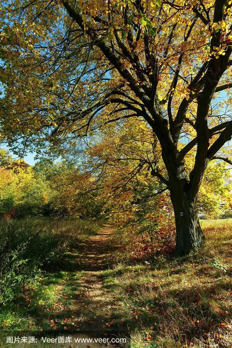 秋天的风景与秋天彩色的树木