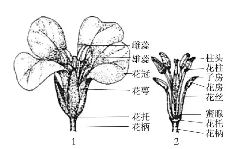 观察花的形态与结构