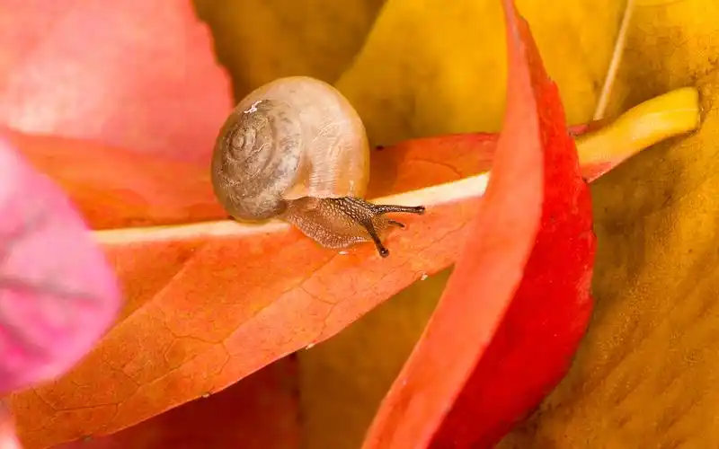 小清新蜗牛图片电脑桌面壁纸