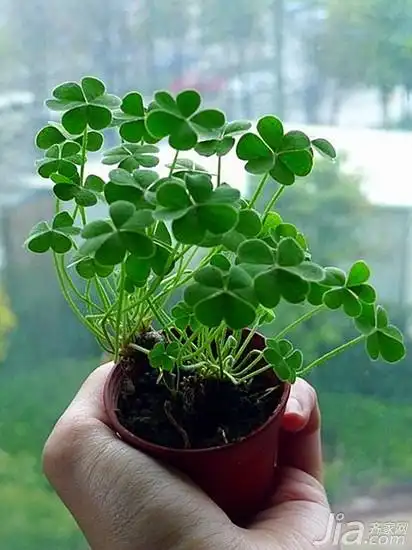 第四片叶子则代表幸运的象征.