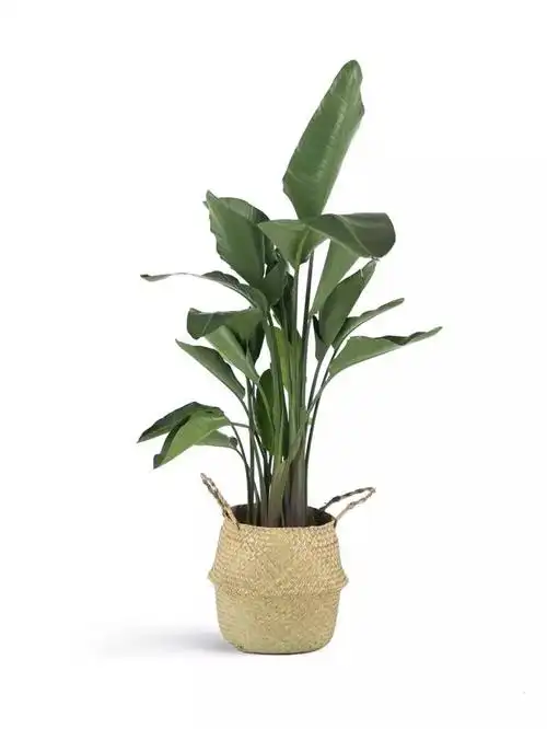 伽罗jalo 尼古拉鹤望兰