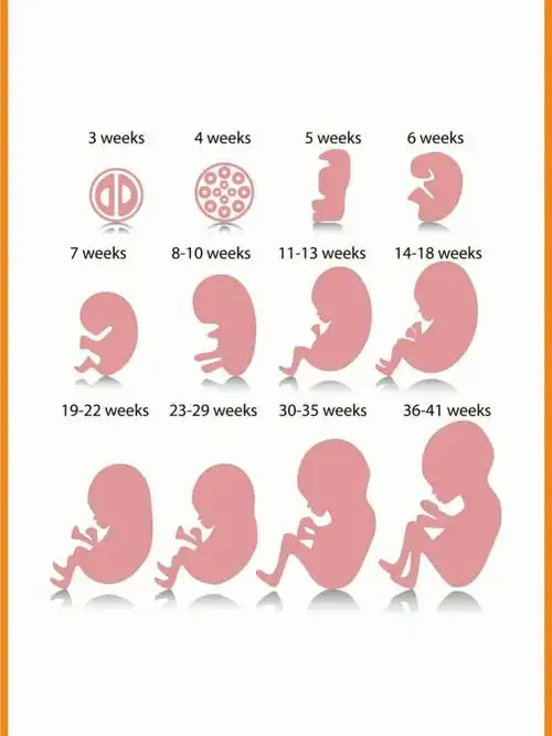 怀孕40周胎儿每周的发育变化和孕妈注意