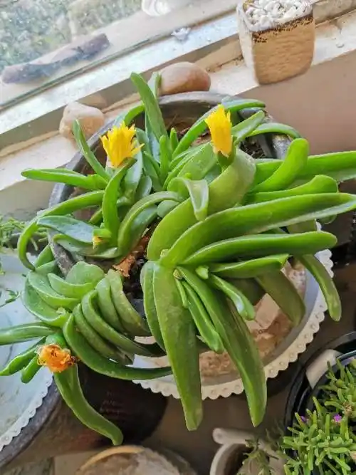 多肉佛手掌的养殖方法