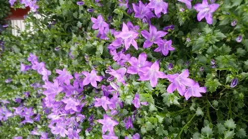 鄢陵:花都名符其实,马路两旁,各种花草树木争相开放!美不胜收!