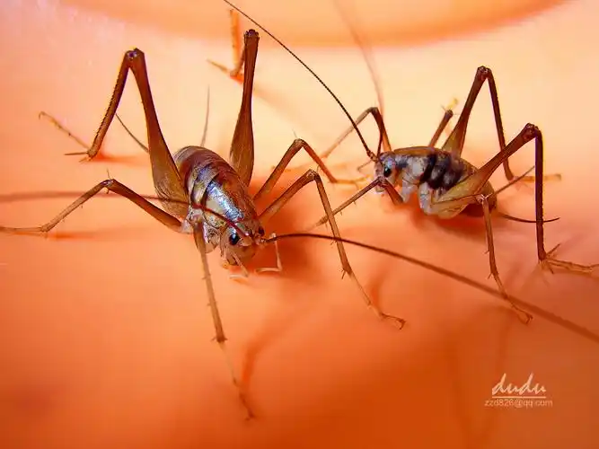 灶马-原创摄影作品-飞天资源论坛