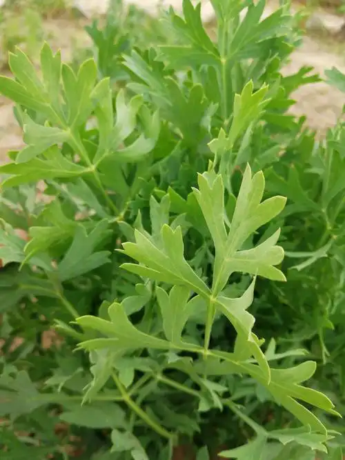 中制1503 罗羽盈 17号