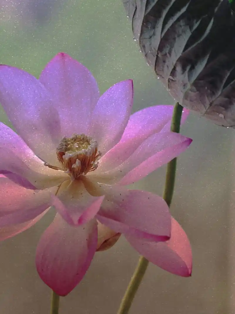 荷韵 #介绍我的摄影作品  每一朵荷花都有一种独特的风韵,微 - 抖音