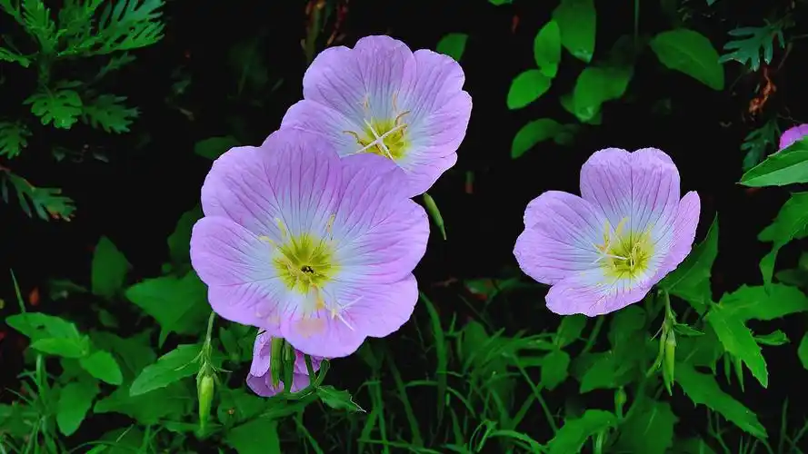 月见草花清新图片高清电脑壁纸高清大图预览1920x1080_植物壁纸下载_