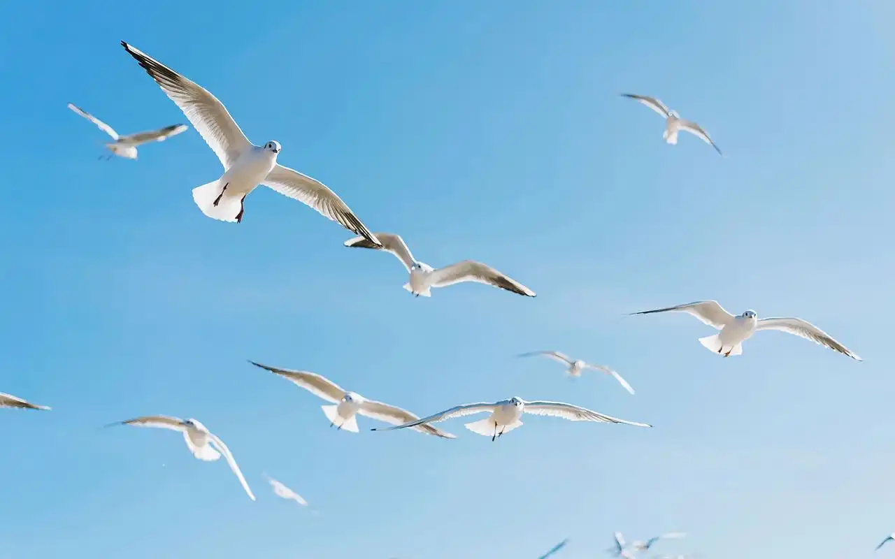飞翔的海鸥清新摄影高清图片壁纸