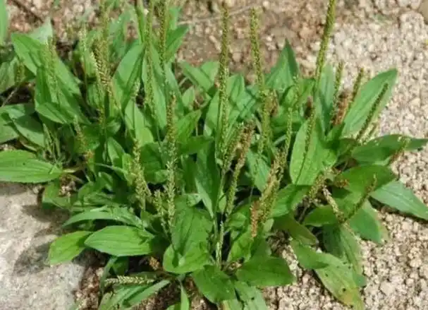 车前草是个宝用它来泡水喝或能辅助解决4个问题