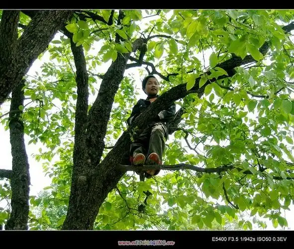 树下的小孩对话:   "快看哥哥在大树上!