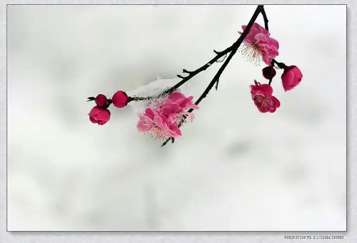 凌寒独自开……雪中梅花