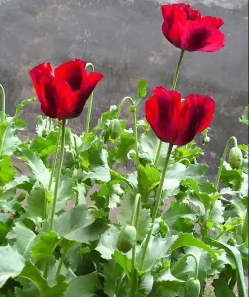 罂粟花与虞美人,你种错了吗?