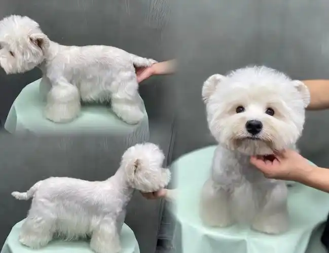 拔毛-圆滚滚小可爱~
圆滚滚 定期拔