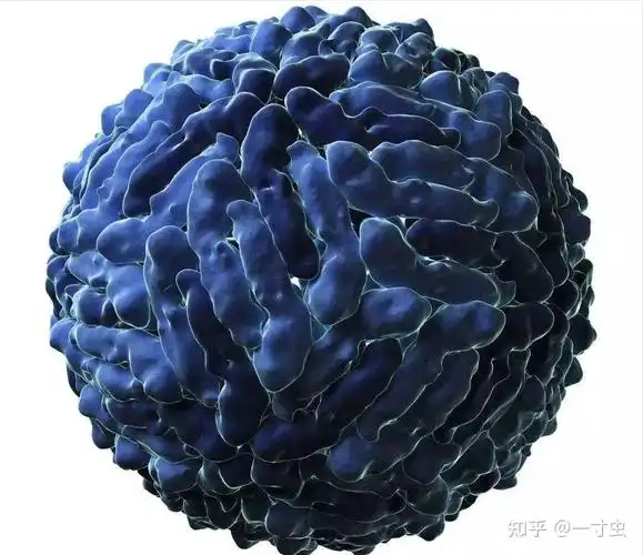 蚊子杀手每年致全球83万人死亡其携带的登革热病毒有多可怕