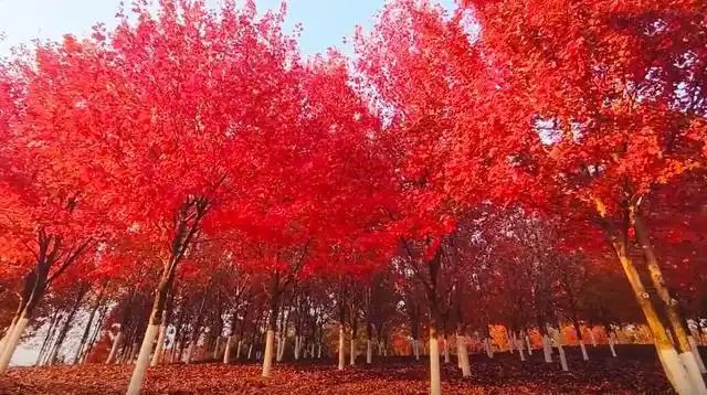 在武汉城区欣赏枫叶,这座建在高校里的公园,漫山遍野都是红色