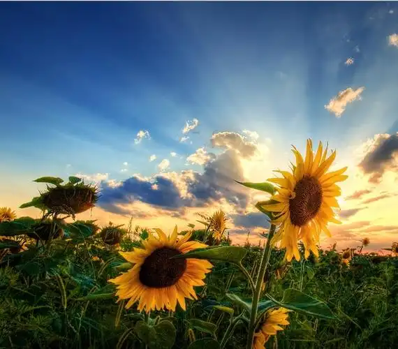 向日葵,唯美意境,向日葵,唯美,写真唯美向日葵意境写真