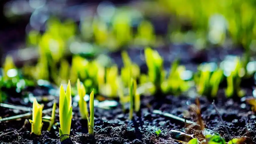春天绿意浓浓风景桌面壁纸高清大图预览1920x1080_风景壁纸下载_美桌