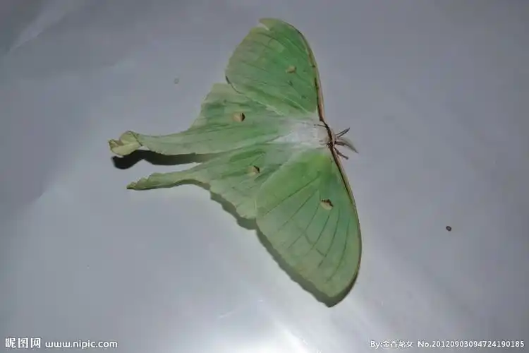 长尾水青蛾摄影图__昆虫_生物世界_摄影图库_昵图网nipic.com