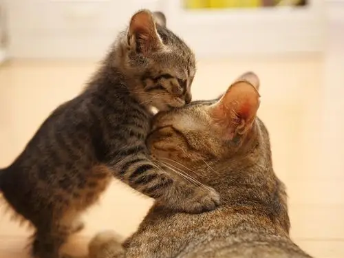 首页 动物与鸟 猫咪 猫,小猫,家庭,吻 壁纸 / 1024x768 壁纸下载  cn.