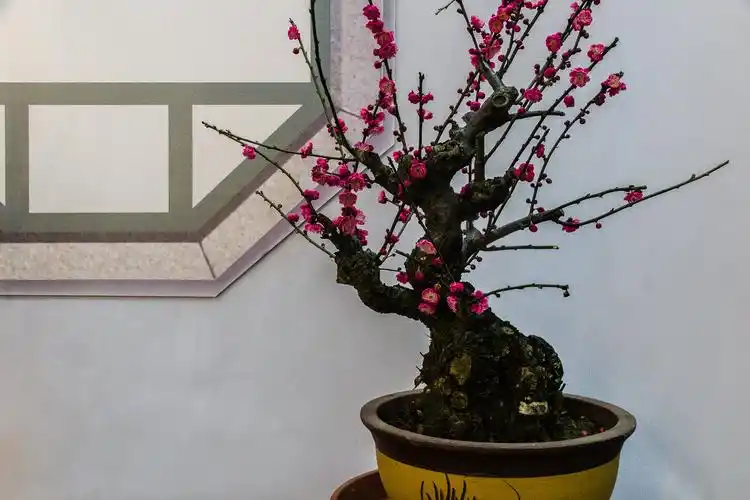 梅花盆景 .