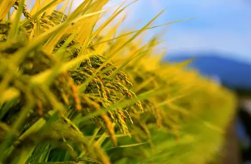 丰收节大王庙农场水稻览品之景