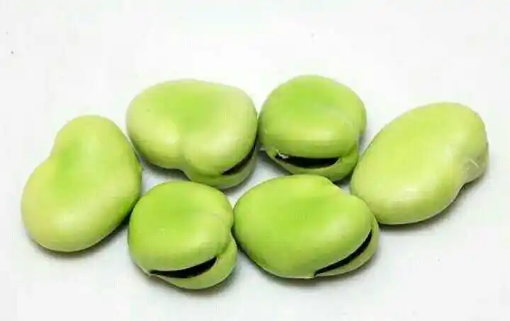 侯地实验幼儿园——假期课堂《哪颗蚕豆能发芽》(科学)