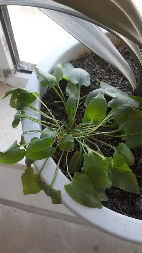 在黑龙江有一种草,闻着一股黄瓜的清新味,谁知道是什么草