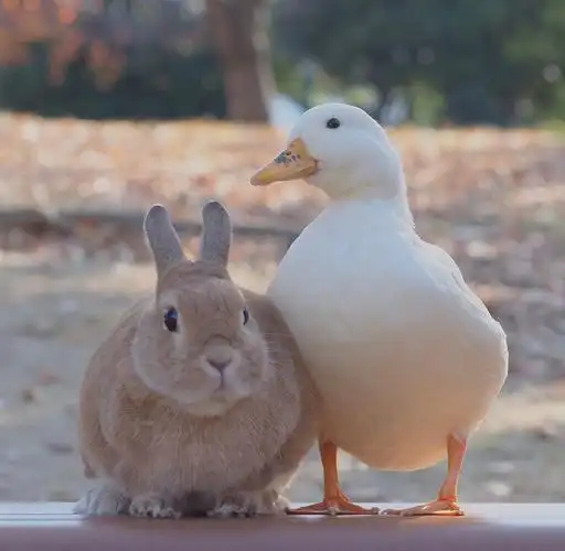 你收藏了哪些超治愈的图片