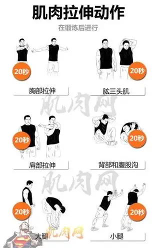 20秒动作肌肉拉伸图解