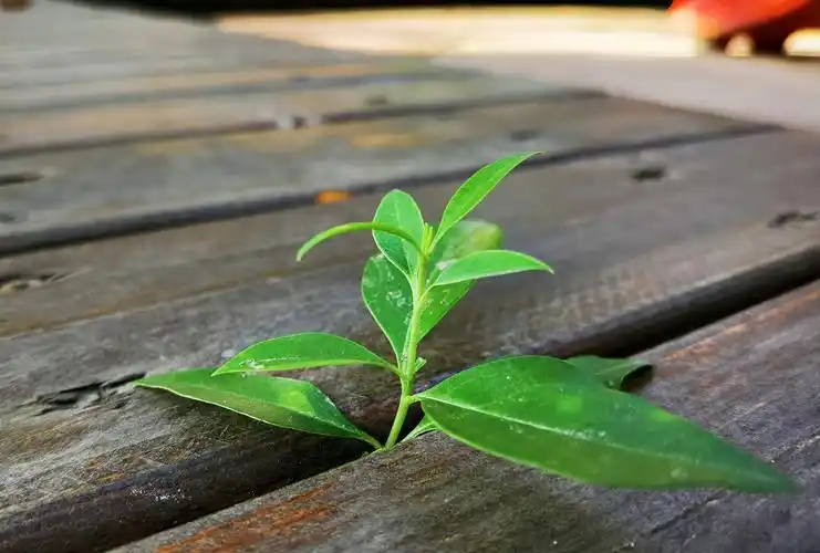 p40 pro 微距 - 华为p40系列功能建议 花粉俱乐部