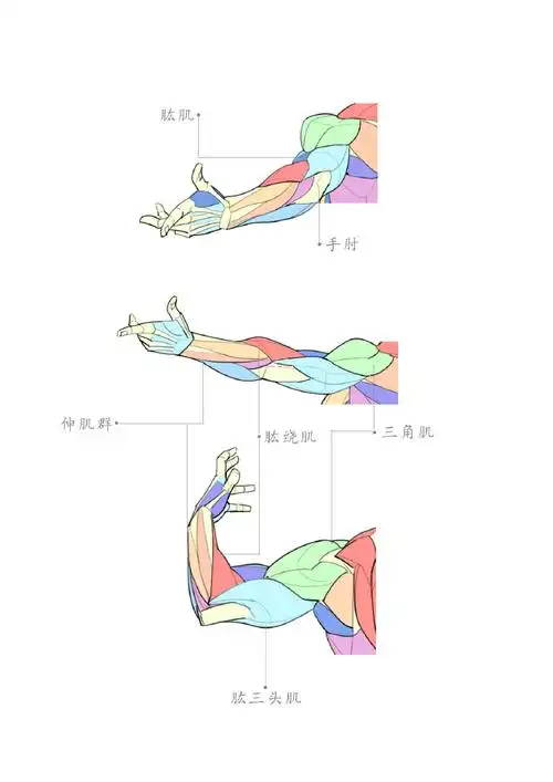 手臂肌肉结构画法~#人体结构##速写#大木画画超话#大木画画人体绘画36
