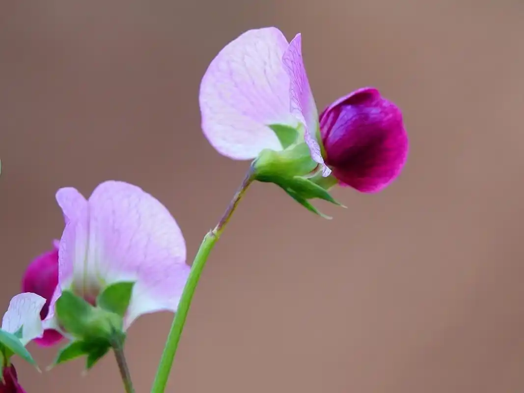 湖北宜昌的农作物豌豆开花,盛开的豌豆花酷似美丽的蝴蝶.